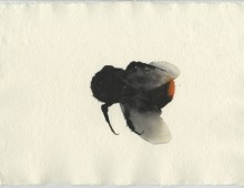Norfolk Bee 1