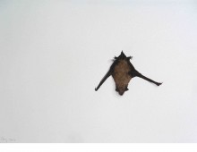 Pipistrelle Bat (front view)