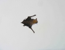 Pipistrelle Bat (back view)